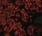 Jumonji Domain Containing 8 antibody, NBP1-77076, Novus Biologicals, Immunocytochemistry image 