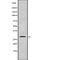 COP9 Signalosome Subunit 7B antibody, abx149487, Abbexa, Western Blot image 