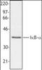 NFKB Inhibitor Alpha antibody, orb87497, Biorbyt, Western Blot image 