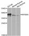 NFKB Inhibitor Alpha antibody, MBS126855, MyBioSource, Western Blot image 