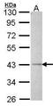 STE20 Related Adaptor Beta antibody, GTX107704, GeneTex, Western Blot image 