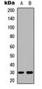 BCL2 Like 1 antibody, orb304697, Biorbyt, Western Blot image 