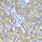 Crystallin Alpha A antibody, LS-C346094, Lifespan Biosciences, Immunohistochemistry frozen image 