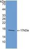 LAMA1 antibody, LS-C373976, Lifespan Biosciences, Western Blot image 