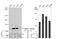 Catenin Alpha 1 antibody, GTX106014, GeneTex, Western Blot image 