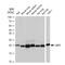 Proteasome Subunit Beta 9 antibody, GTX03219, GeneTex, Western Blot image 