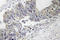 Mitogen-Activated Protein Kinase 8 antibody, LS-C178037, Lifespan Biosciences, Immunohistochemistry frozen image 