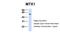 Metaxin-1 antibody, PA5-42715, Invitrogen Antibodies, Western Blot image 