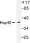 DnaJ Heat Shock Protein Family (Hsp40) Member B1 antibody, LS-C176071, Lifespan Biosciences, Western Blot image 