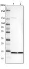 Splicing Factor 3b Subunit 6 antibody, PA5-57077, Invitrogen Antibodies, Western Blot image 