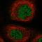 Galactose Mutarotase antibody, HPA035473, Atlas Antibodies, Immunofluorescence image 