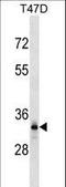 Dynein Axonemal Light Intermediate Chain 1 antibody, LS-C167483, Lifespan Biosciences, Western Blot image 