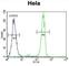 Mediator Complex Subunit 7 antibody, abx026530, Abbexa, Western Blot image 