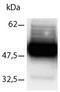 Solute Carrier Family 17 Member 7 antibody, AP55380SU-N, Origene, Western Blot image 