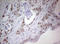 Paired Related Homeobox 1 antibody, LS-C789784, Lifespan Biosciences, Immunohistochemistry frozen image 