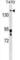 Bromodomain Containing 4 antibody, abx029322, Abbexa, Western Blot image 