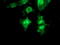 Replication Factor C Subunit 2 antibody, LS-C175219, Lifespan Biosciences, Immunofluorescence image 