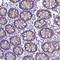 GDNF Family Receptor Alpha 1 antibody, NBP2-14045, Novus Biologicals, Immunohistochemistry frozen image 