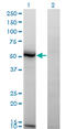 N-Acylsphingosine Amidohydrolase 1 antibody, LS-B6009, Lifespan Biosciences, Western Blot image 