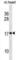 Death Associated Protein Like 1 antibody, abx031245, Abbexa, Western Blot image 