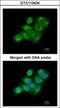 Coagulation factor XIII A chain antibody, GTX110434, GeneTex, Immunocytochemistry image 