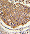 Malate Dehydrogenase 2 antibody, LS-C164106, Lifespan Biosciences, Immunohistochemistry frozen image 