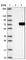 Protein Phosphatase 1 Regulatory Subunit 16A antibody, HPA023755, Atlas Antibodies, Western Blot image 