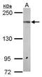 Glutamate Ionotropic Receptor NMDA Type Subunit 2A antibody, PA5-27921, Invitrogen Antibodies, Western Blot image 