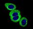 ATM Serine/Threonine Kinase antibody, F48551-0.4ML, NSJ Bioreagents, Immunofluorescence image 
