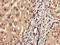ARTS-1 antibody, CSB-PA007760LA01HU, Cusabio, Immunohistochemistry frozen image 