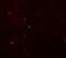 Dorsal Inhibitory Axon Guidance Protein antibody, 6493, ProSci, Immunofluorescence image 