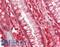 Mitochondrial Ribosomal Protein L19 antibody, LS-C317424, Lifespan Biosciences, Immunohistochemistry paraffin image 