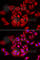 Tousled Like Kinase 2 antibody, A6770, ABclonal Technology, Immunofluorescence image 