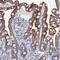 Mitochondrial Ribosomal Protein L48 antibody, NBP2-30963, Novus Biologicals, Immunohistochemistry frozen image 