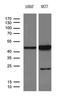 Serpin Family B Member 8 antibody, LS-C799715, Lifespan Biosciences, Western Blot image 