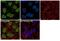 Cell Division Cycle 5 Like antibody, 702831, Invitrogen Antibodies, Immunofluorescence image 