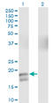 Glucagon antibody, LS-C197282, Lifespan Biosciences, Western Blot image 