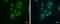 Heterogeneous Nuclear Ribonucleoprotein D antibody, PA5-27533, Invitrogen Antibodies, Immunofluorescence image 