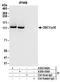 Cell Cycle And Apoptosis Regulator 2 antibody, A303-942A, Bethyl Labs, Immunoprecipitation image 