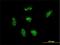 Ribosomal Protein L21 antibody, H00006144-M03, Novus Biologicals, Western Blot image 