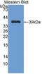 Nesfatin-1 antibody, LS-C302513, Lifespan Biosciences, Western Blot image 