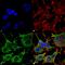 Solute Carrier Family 38 Member 1 antibody, MA5-27605, Invitrogen Antibodies, Immunofluorescence image 