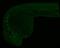 5-Methyl Cytosine antibody, NBP2-42814, Novus Biologicals, Immunohistochemistry frozen image 