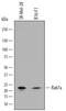 RAB7A, Member RAS Oncogene Family antibody, AF7789, R&D Systems, Western Blot image 