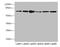 Frizzled Class Receptor 3 antibody, orb41413, Biorbyt, Western Blot image 