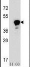 Leucine Rich Alpha-2-Glycoprotein 1 antibody, PA5-13664, Invitrogen Antibodies, Western Blot image 