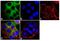 SLC9A3 Regulator 1 antibody, PA1-090, Invitrogen Antibodies, Immunofluorescence image 