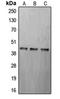 CAMP Responsive Element Binding Protein 1 antibody, orb213777, Biorbyt, Western Blot image 