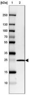 Defective In Cullin Neddylation 1 Domain Containing 5 antibody, NBP2-30432, Novus Biologicals, Western Blot image 