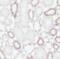 Lactamase Beta 2 antibody, FNab04673, FineTest, Immunohistochemistry paraffin image 